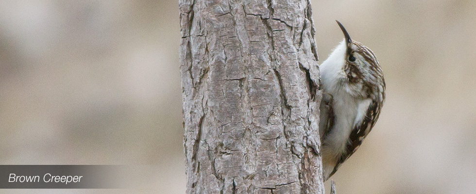 My birding blog site