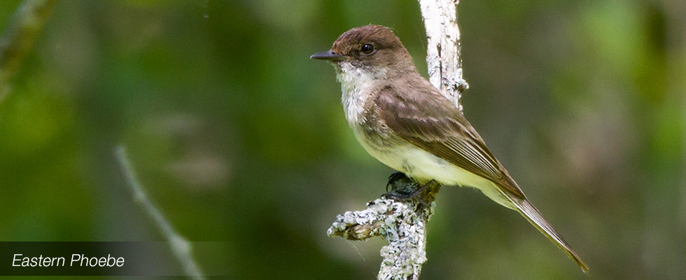 My birding blog site