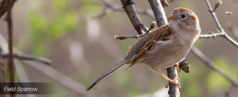 My birding blog site