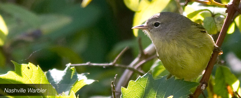 My birding blog site