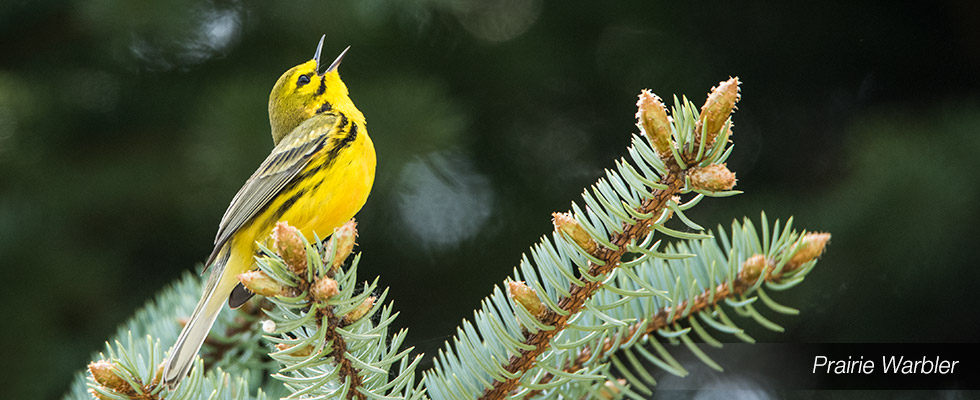 My birding blog site