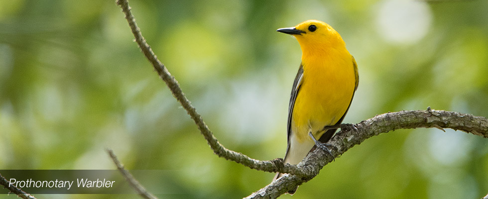My birding blog site