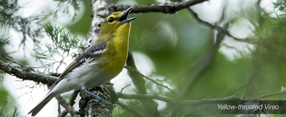 My birding blog site