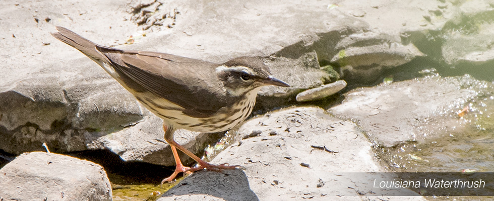My birding blog site