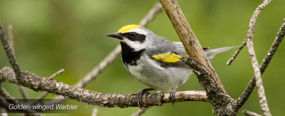 My birding blog site