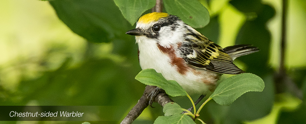 My birding blog site
