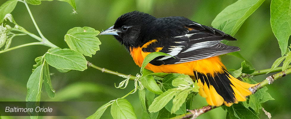 My birding blog site