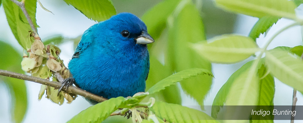 My birding blog site