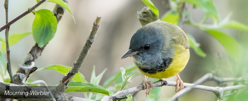 My birding blog site